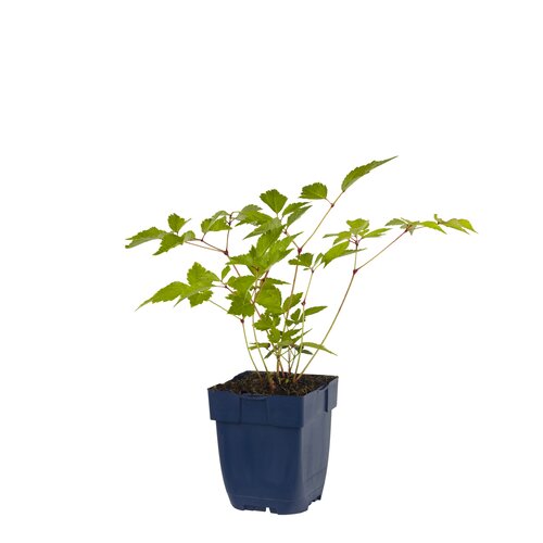 Astilbe (J) 'Europa', in 11cm-pot - afbeelding 1
