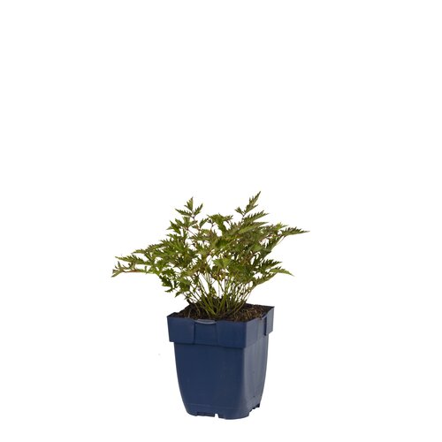 Astilbe (S) 'Sprite', in 11cm-pot