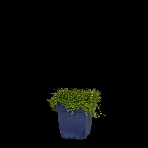 Isotoma fluviatilis 'Alba', in 11cm-pot