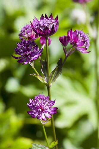 Astrantia major, in 11cm-pot - afbeelding 2