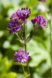 Astrantia major, in 11cm-pot - afbeelding 2