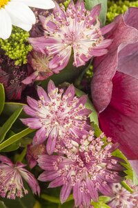 Astrantia major, in 11cm-pot - afbeelding 3