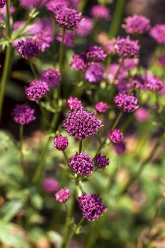 Astrantia major, in 11cm-pot - afbeelding 4