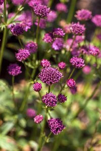 Astrantia major, in 11cm-pot - afbeelding 4