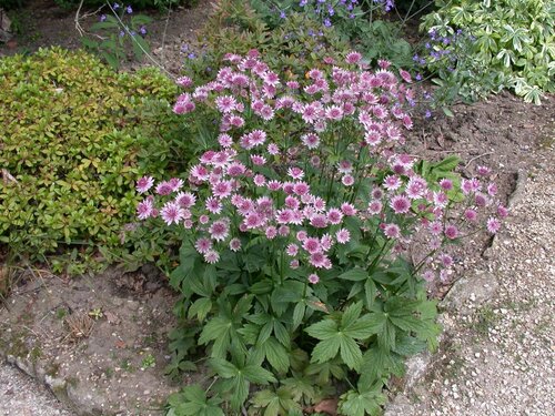 Astrantia major, in 11cm-pot - afbeelding 5