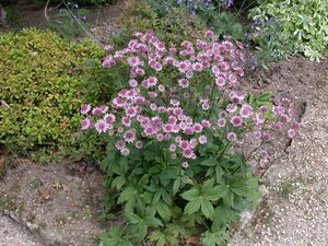 Astrantia major, in 11cm-pot - afbeelding 5