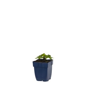 Astrantia major, in 11cm-pot - afbeelding 1