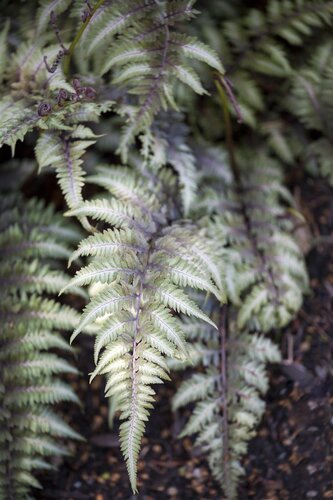 Hello Garden Athyrium Metallicum varen - afbeelding 2