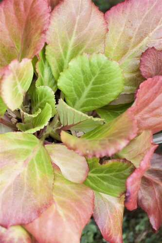 Hello Garden Bergenia cordifolia vaste plant - afbeelding 2