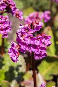 Hello Garden Bergenia cordifolia vaste plant - afbeelding 4