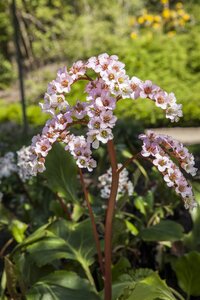 Hello Garden Bergenia cordifolia vaste plant - afbeelding 5
