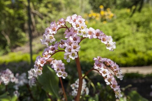 Hello Garden Bergenia cordifolia vaste plant - afbeelding 3