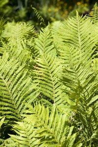 Hello Garden Blechnum spicant varen - afbeelding 5