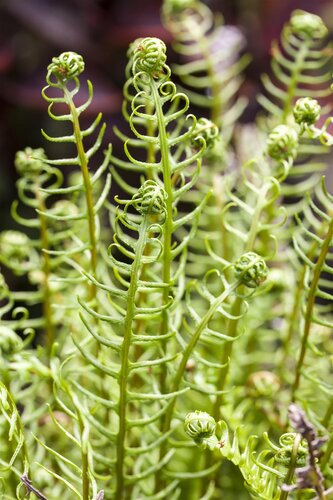 Hello Garden Blechnum spicant varen - afbeelding 6