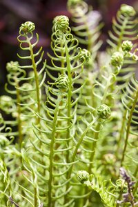 Hello Garden Blechnum spicant varen - afbeelding 6