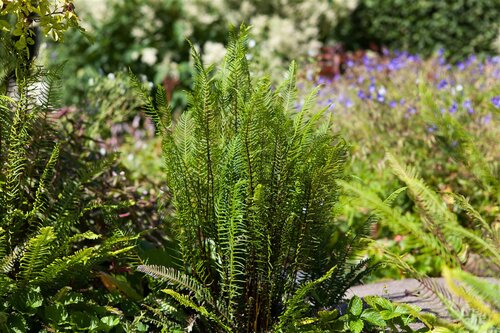 Hello Garden Blechnum spicant varen - afbeelding 2