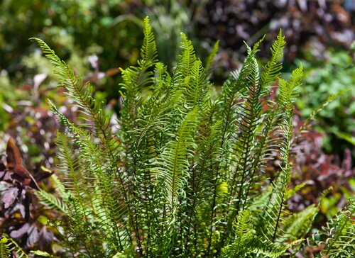 Hello Garden Blechnum spicant varen - afbeelding 4