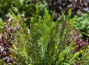 Hello Garden Blechnum spicant varen - afbeelding 4