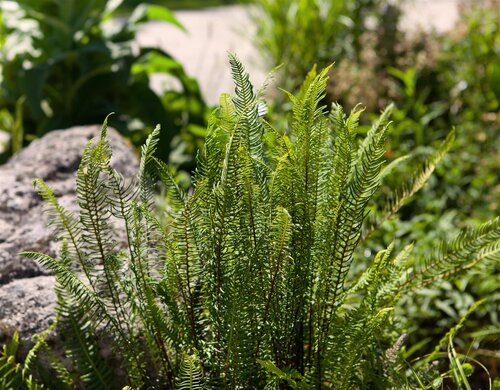 Hello Garden Blechnum spicant varen - afbeelding 3