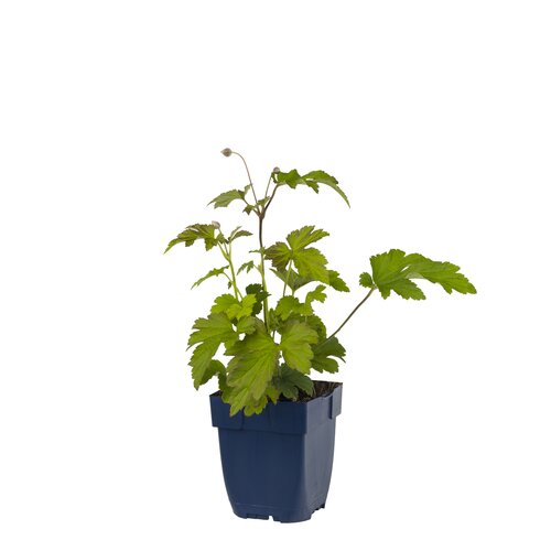 Hello Garden Blechnum spicant varen - afbeelding 1