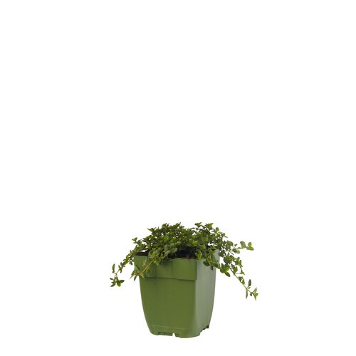 Thymus vulg. 'Tabor', in 11cm-pot