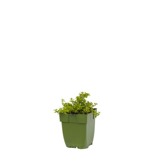 Thymus citr. 'Aureus', in 11cm-pot