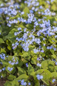 Hello Garden Brunnera macrophylla vaste plant - afbeelding 2