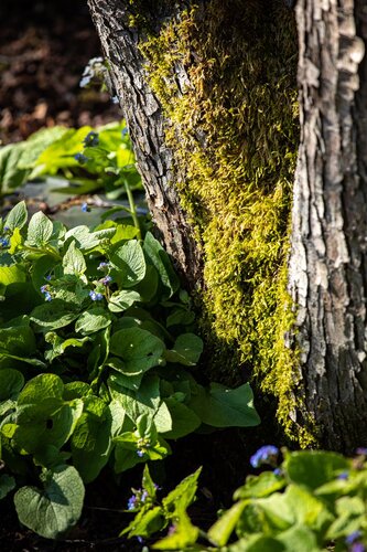 Hello Garden Brunnera macrophylla vaste plant - afbeelding 6
