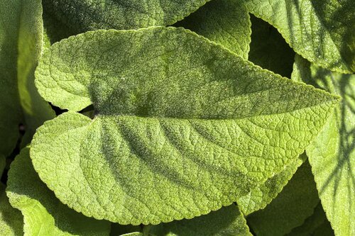 Hello Garden Brunnera macrophylla vaste plant - afbeelding 3