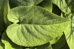 Hello Garden Brunnera macrophylla vaste plant - afbeelding 3