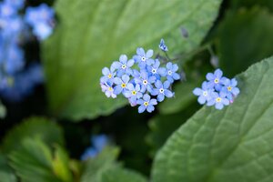 Hello Garden Brunnera macrophylla vaste plant - afbeelding 4