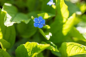Hello Garden Brunnera macrophylla vaste plant - afbeelding 5
