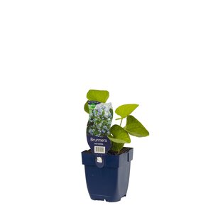 Hello Garden Brunnera macrophylla vaste plant - afbeelding 2