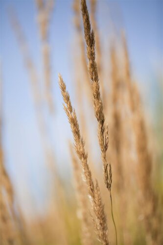 Calamagrostis acut. 'Karl Foerster', in 11cm-pot - afbeelding 2
