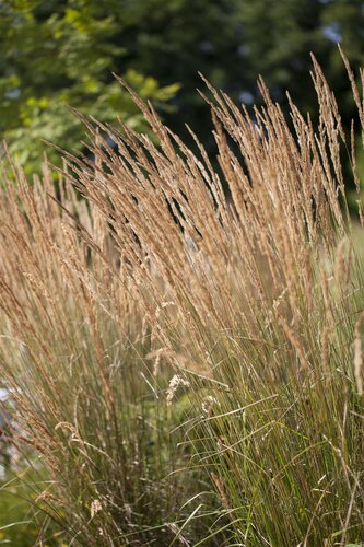 Calamagrostis acut. 'Karl Foerster', in 11cm-pot - afbeelding 3