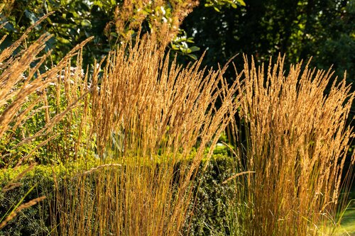 Calamagrostis acut. 'Karl Foerster', in 11cm-pot - afbeelding 6