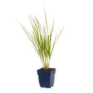 Calamagrostis acut. 'Karl Foerster', in 11cm-pot - afbeelding 1