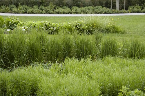 Calamagrostis acut. 'Karl Foerster', in 11cm-pot - afbeelding 4