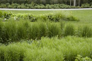 Calamagrostis acut. 'Karl Foerster', in 11cm-pot - afbeelding 4
