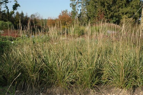 Calamagrostis acut. 'Karl Foerster', in 11cm-pot - afbeelding 5