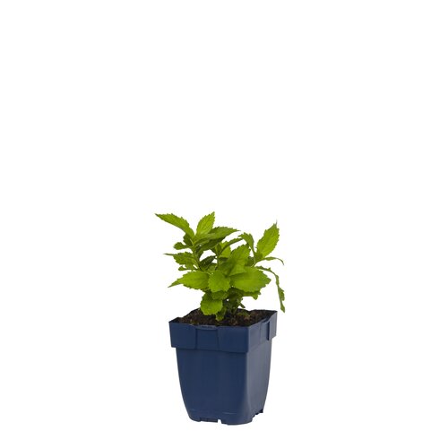 Campanula lact. 'Loddon Anna', in 11cm-pot