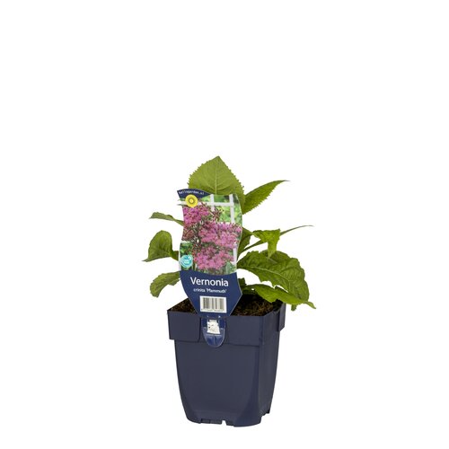 Tiarella cordifolia, in 11cm-pot - afbeelding 1