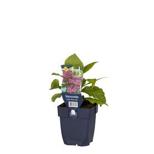 Tiarella cordifolia, in 11cm-pot - afbeelding 1