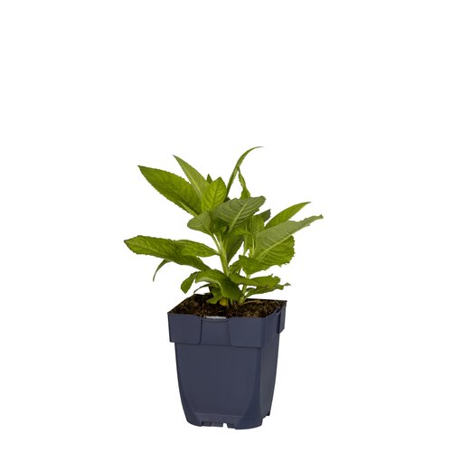 Tiarella cordifolia, in 11cm-pot - afbeelding 2