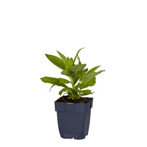 Tiarella cordifolia, in 11cm-pot - afbeelding 2