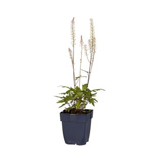 Tiarella cordifolia, in 11cm-pot - afbeelding 3