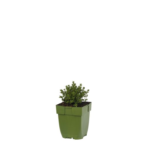 Thymus vulg. 'Compactus', in 11cm-pot