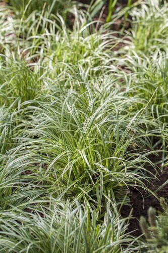 Hello Garden Carex morrowii siergras - afbeelding 2