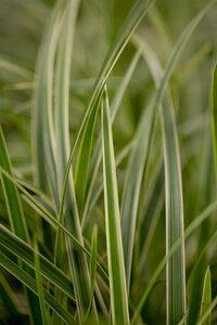 Hello Garden Carex morrowii siergras - afbeelding 3