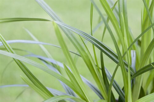 Hello Garden Carex morrowii siergras - afbeelding 5